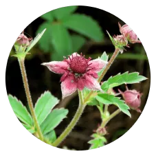 Чем отличается Монастырская травница от других средств