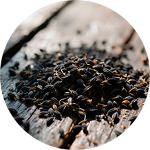 Вытяжка из пантов алтайского марала