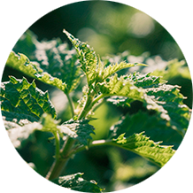 Экстракт босвеллии