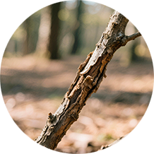 Экстракт ягеля