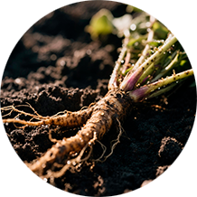 Глюкозамин и хондроитин