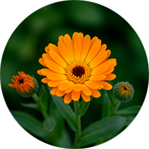 Корень лопуха